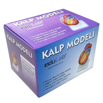 KALP MODELİ KÜÇÜK