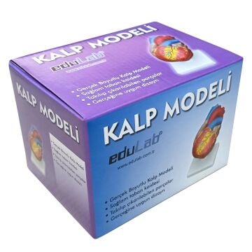 KALP MODELİ KÜÇÜK