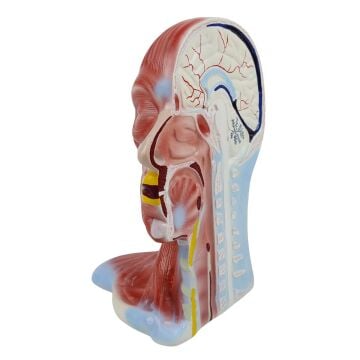 KAFA VE BOYUN KESİTİ  MODELİ