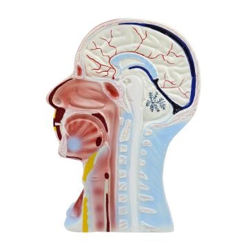 KAFA VE BOYUN KESİTİ  MODELİ