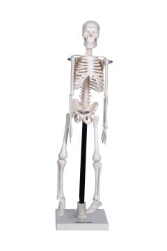 İNSAN İSKELET MODELİ 46 CM
