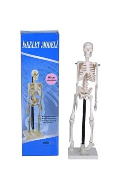 İNSAN İSKELET MODELİ 46 CM