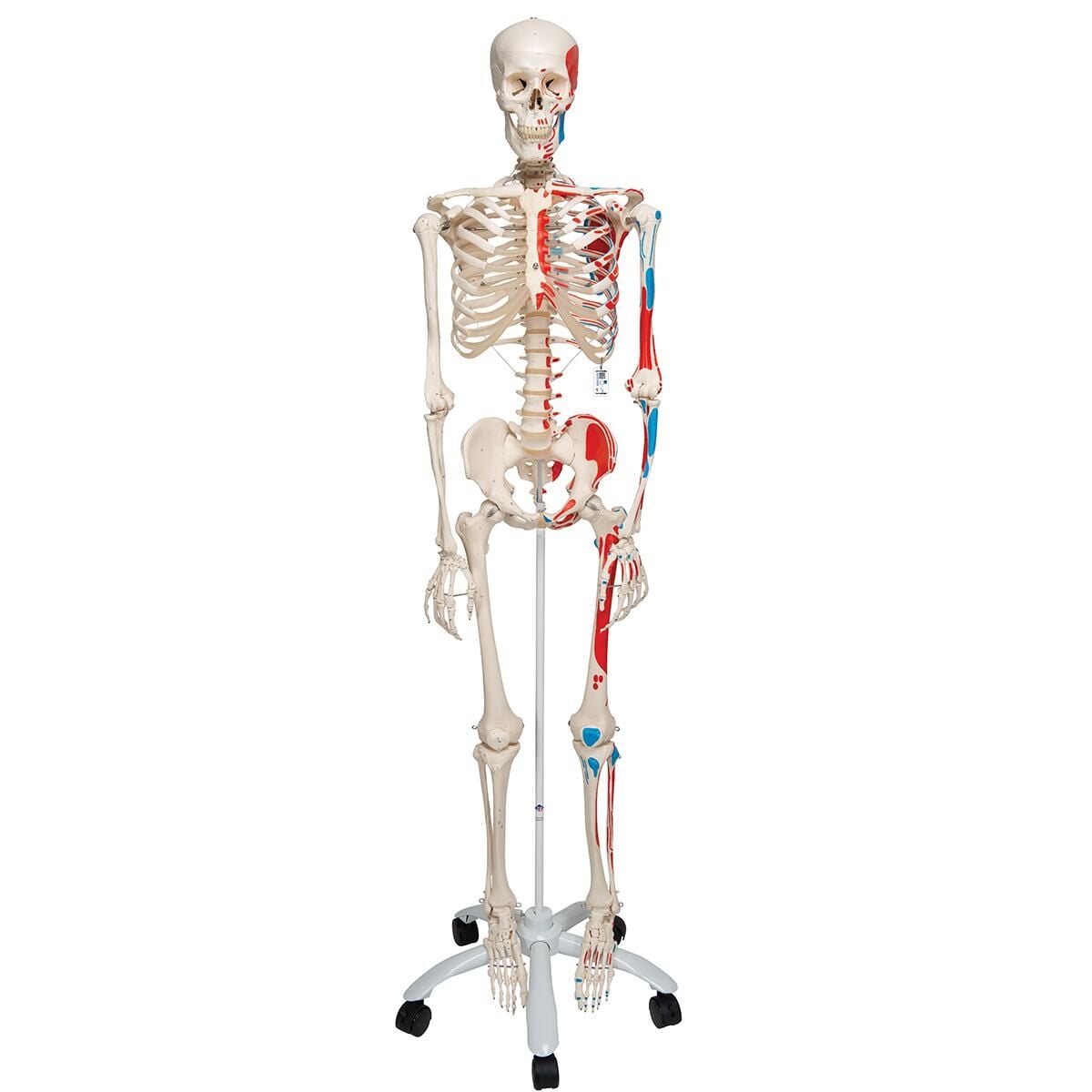 İNSAN İSKELET MODELİ 160 CM