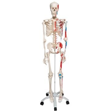 İNSAN İSKELET MODELİ 160 CM