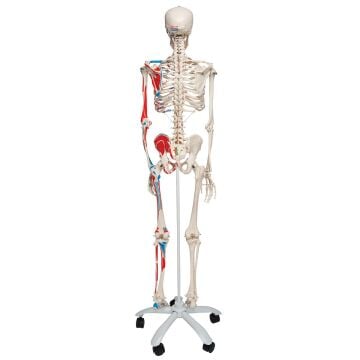 İNSAN İSKELET MODELİ 160 CM