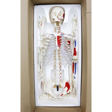 İNSAN İSKELET MODELİ 160 CM