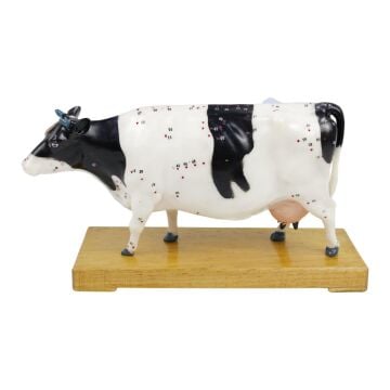 İNEK MODELİ EDULAB