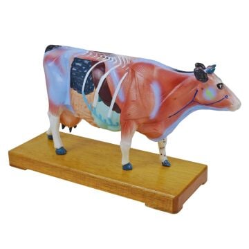 İNEK MODELİ EDULAB