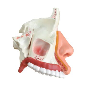 İNSAN NAZOFARENKSİ MODELİ