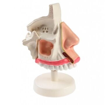 İNSAN NAZOFARENKSİ MODELİ