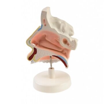 İNSAN NAZOFARENKSİ MODELİ