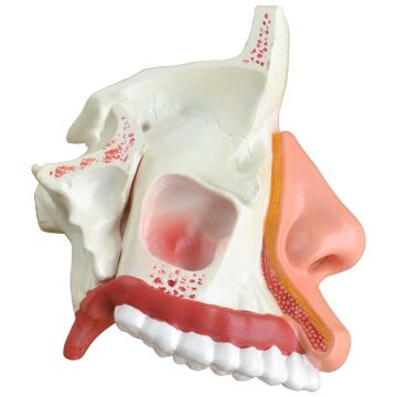 İNSAN NAZOFARENKSİ MODELİ