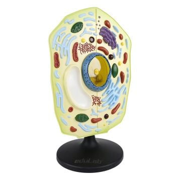 HÜCRE MODELİ BİTKİ