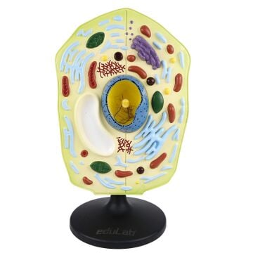 HÜCRE MODELİ BİTKİ