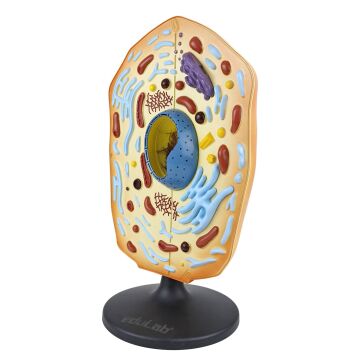 HÜCRE MODELİ (HAYVAN)