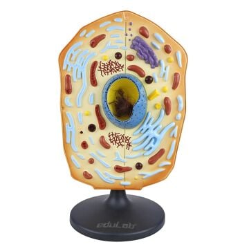 HÜCRE MODELİ (HAYVAN)