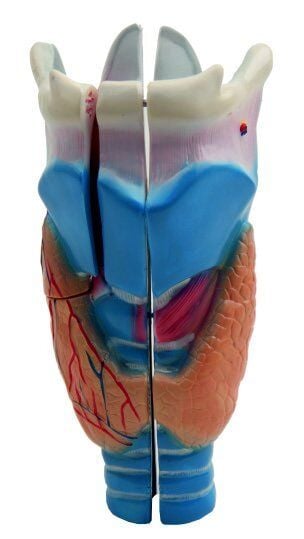 GIRTLAK MODELİ EDULAB