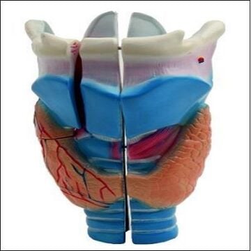 GIRTLAK MODELİ EDULAB