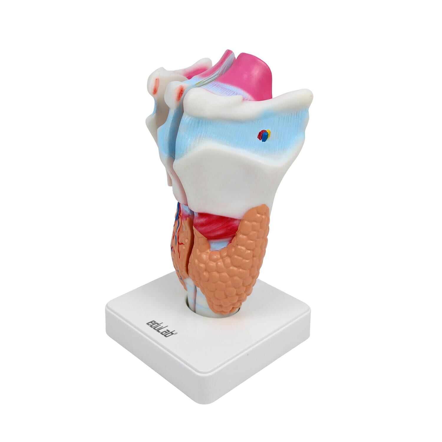 GIRTLAK MODELİ EDULAB