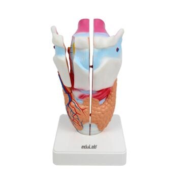 GIRTLAK MODELİ EDULAB