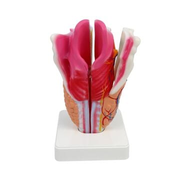 GIRTLAK MODELİ EDULAB