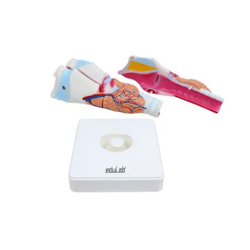 GIRTLAK MODELİ EDULAB