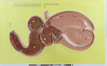 GEVİŞ GETİREN HAYVANIN MİDESİ