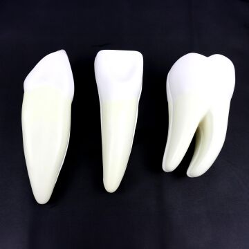 DİŞ MODELLERİ SETİ 3'LÜ SET