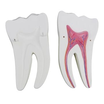 DİŞ MODELLERİ SETİ 3'LÜ SET