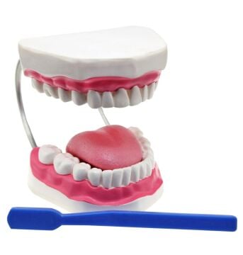 DİŞ FIRÇALAMA MODELİ