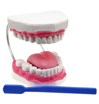 DİŞ FIRÇALAMA MODELİ