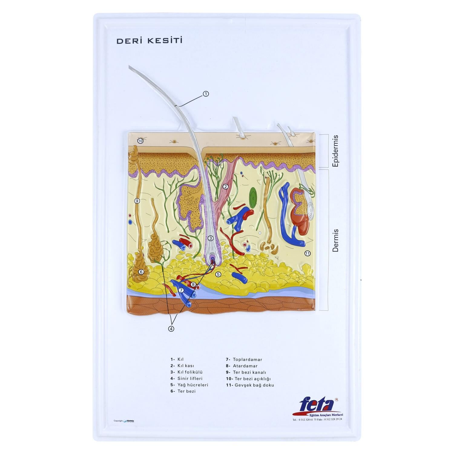 DERİ KESİTİ (BÜYÜTÜLMÜŞ)