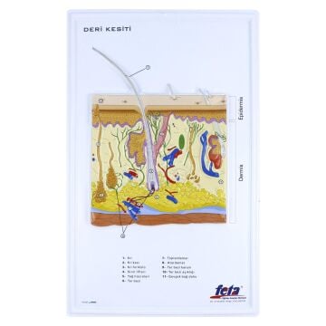 DERİ KESİTİ (BÜYÜTÜLMÜŞ)