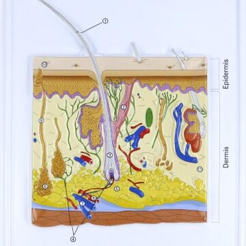 DERİ KESİTİ (BÜYÜTÜLMÜŞ)