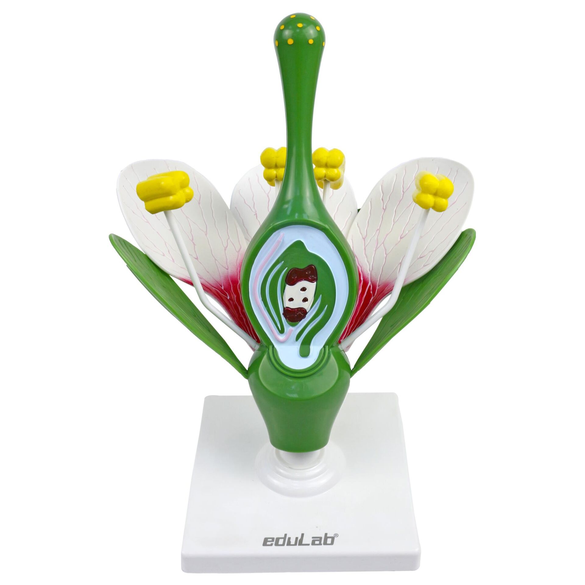 ÇİÇEK KESİTİ MODELİ