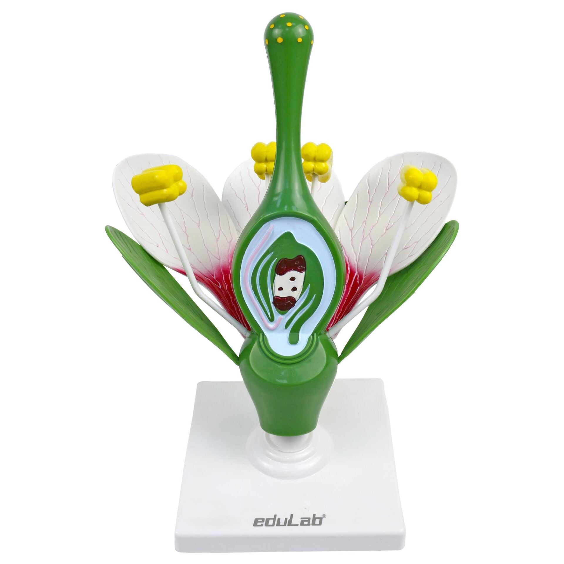 ÇİÇEK KESİTİ MODELİ