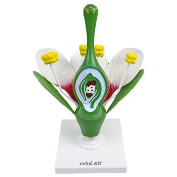 ÇİÇEK KESİTİ MODELİ