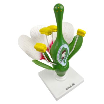 ÇİÇEK KESİTİ MODELİ