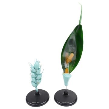 BUĞDAY ÇİÇEĞİ MODELİ