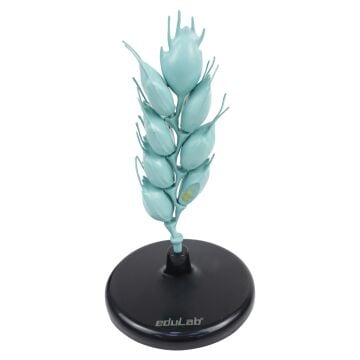 BUĞDAY ÇİÇEĞİ MODELİ